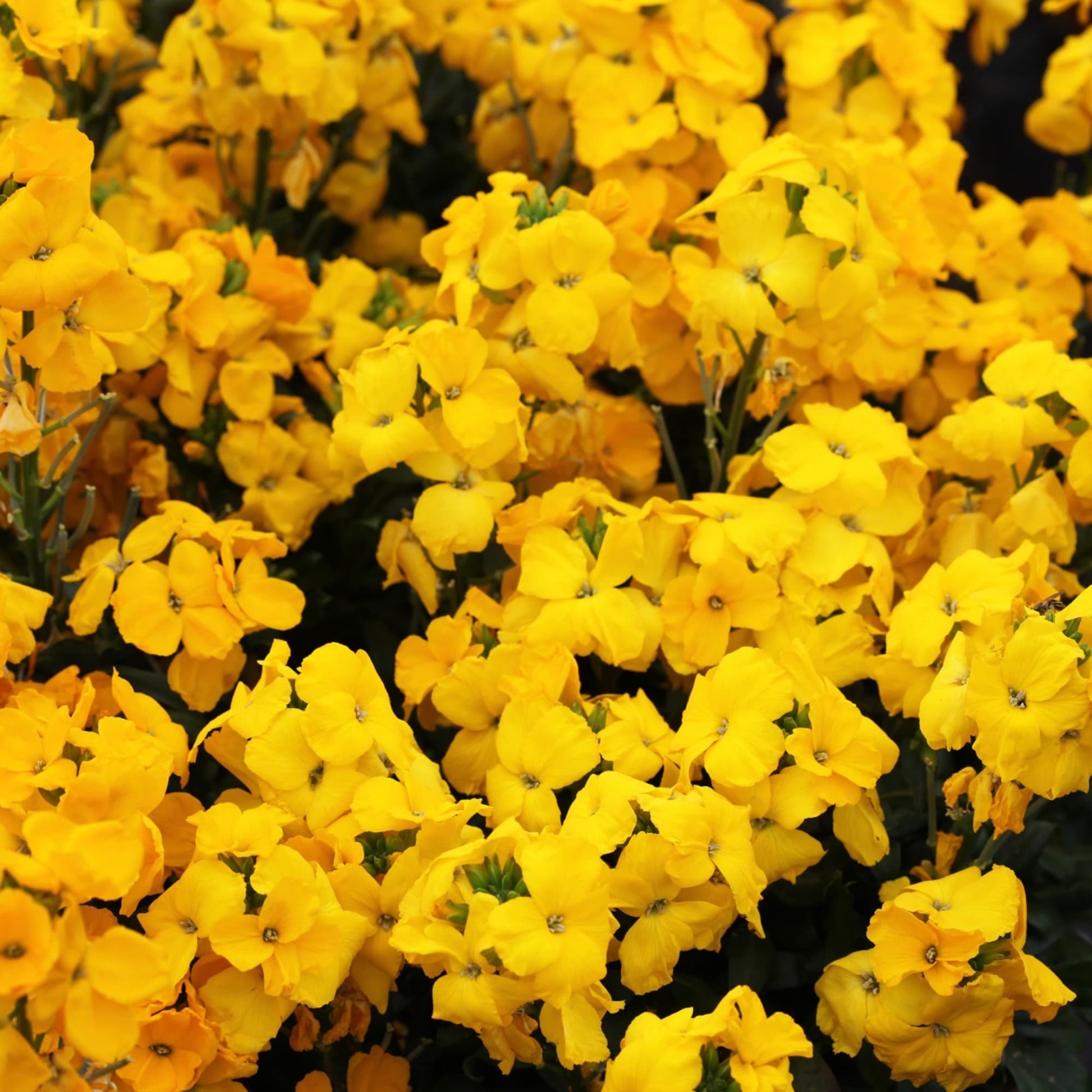 Yellow Wallflower Plant with Bright Fragrant Flowers