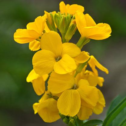 Yellow Wallflower Flower Seeds for Easy Planting