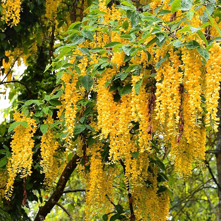 Yellow Wisteria Tree Seeds for Planting  Golden Wisteria Vine Seeds