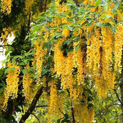 Yellow Wisteria Tree Seeds for Planting  Golden Wisteria Vine Seeds