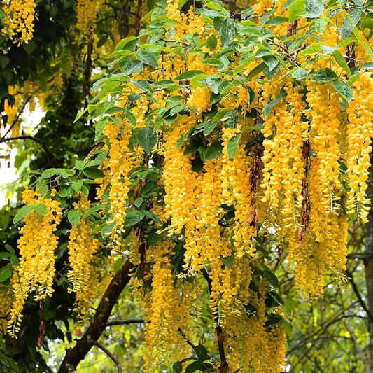 Yellow Wisteria Tree Seeds for Planting  Golden Wisteria Vine Seeds