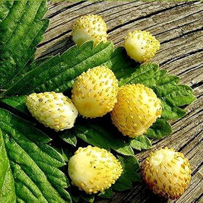 Yellow Wonder Alpine Strawberry Seeds - Fragaria vesca