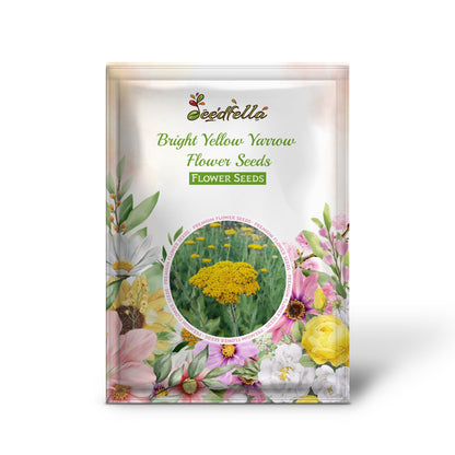 Yellow Yarrow Flower  Bright and Hardy Perennial Blooms