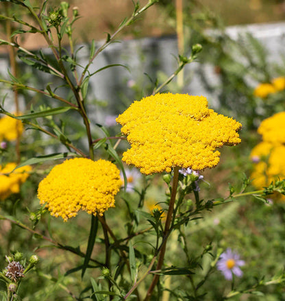Yellow Yarrow in Garden  Sunny Floral Landscape