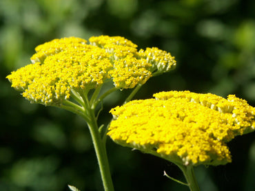 Achillea 'Great Lakes Yellow' Seeds - Bright Yellow Perennial with Robust Growth