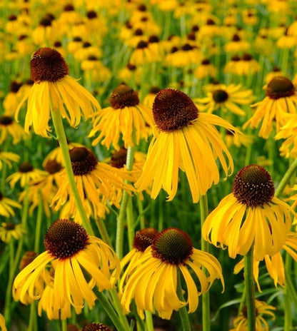 Yellow Coneflower Flower Seeds