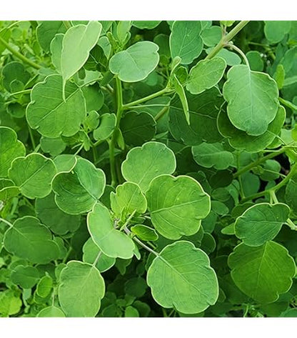 Papalo (Porophyllum ruderale) - 25 Yerba Porosa, Summer Cilantro, Bolivian Coriander Culinary Herb Seeds
