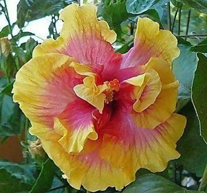 Pink Yellow Double Hibiscus Flower  Seeds