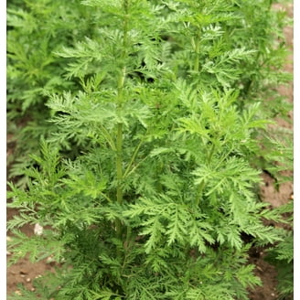 Japanese Mugwort (Artemisia princeps) - 1000 Pcs Korean Wormwood Yomagi Herb Yellow Flower Seeds