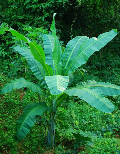 Banana Musa Fruit Seeds for Planting in Tropical Garden