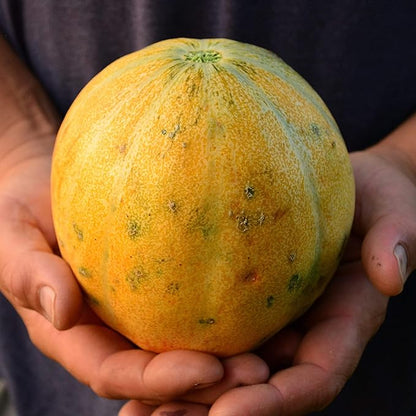 Sweet Cantaloupe Cucumis melo Melon Fruit Seeds for Planting in Garden
