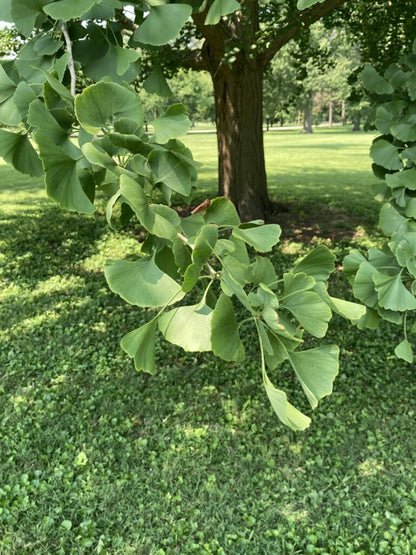 簡単に植えられる壮麗なイチョウの種