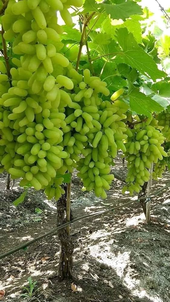 Grape Fruit Citrus x paradisi Fruit Seeds for Planting in Tropical Garden