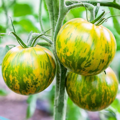 Green & Yellow Tomato Vegetable Seeds for Vibrant Garden Planting