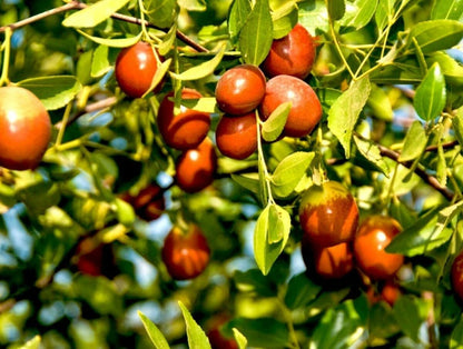 Ziziphus Mauritiana Fruit Seeds for Planting - Seed for Thriving Jujube Trees in Your Garden