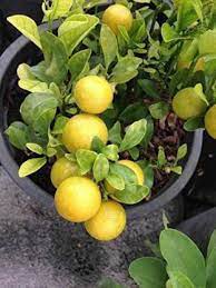 Yellow Lemon Fruit Seeds Planting Citrus