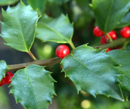 Opaca Tree Seeds for Ornamental Planting