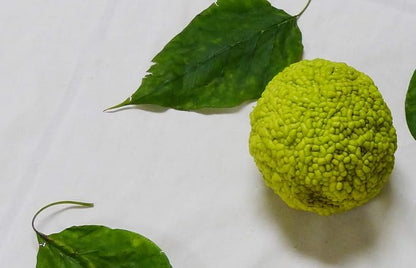 Osage Orange Maclura pomifera Tree Seeds for Planting in Landscape