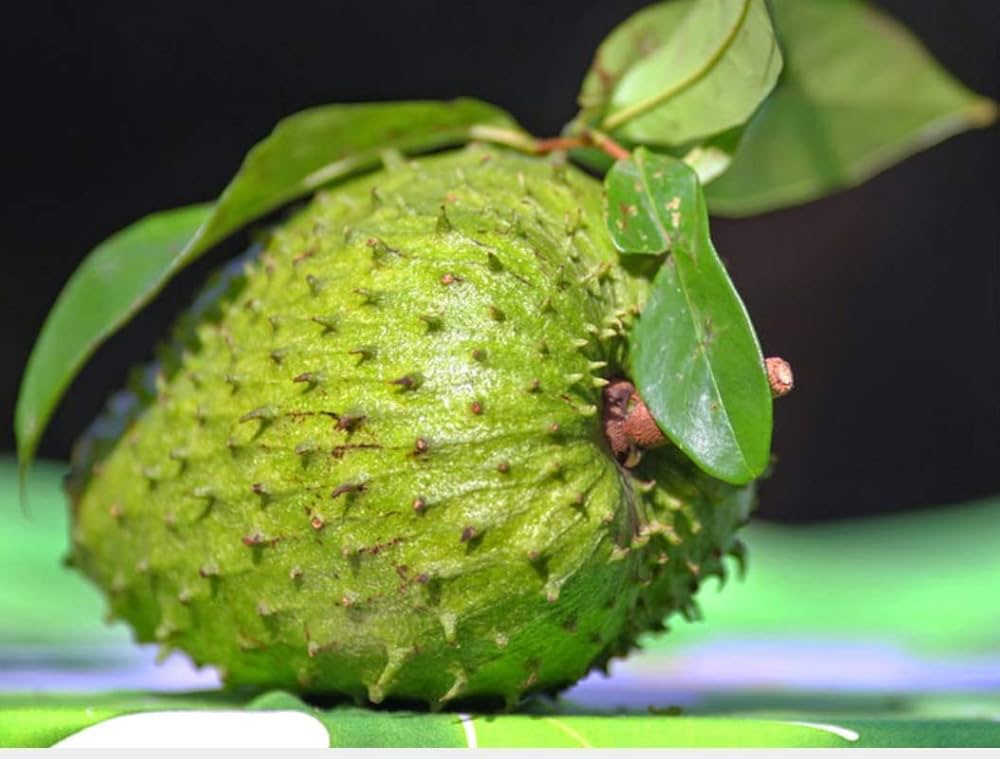 Giant Soursop Annona muricata Tropical Fruit Seeds for Planting in Tropical Garden