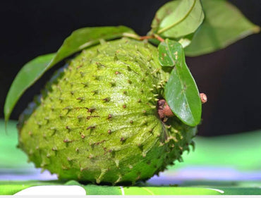 Giant Soursop Annona muricata Tropical Fruit Seeds for Planting in Tropical Garden