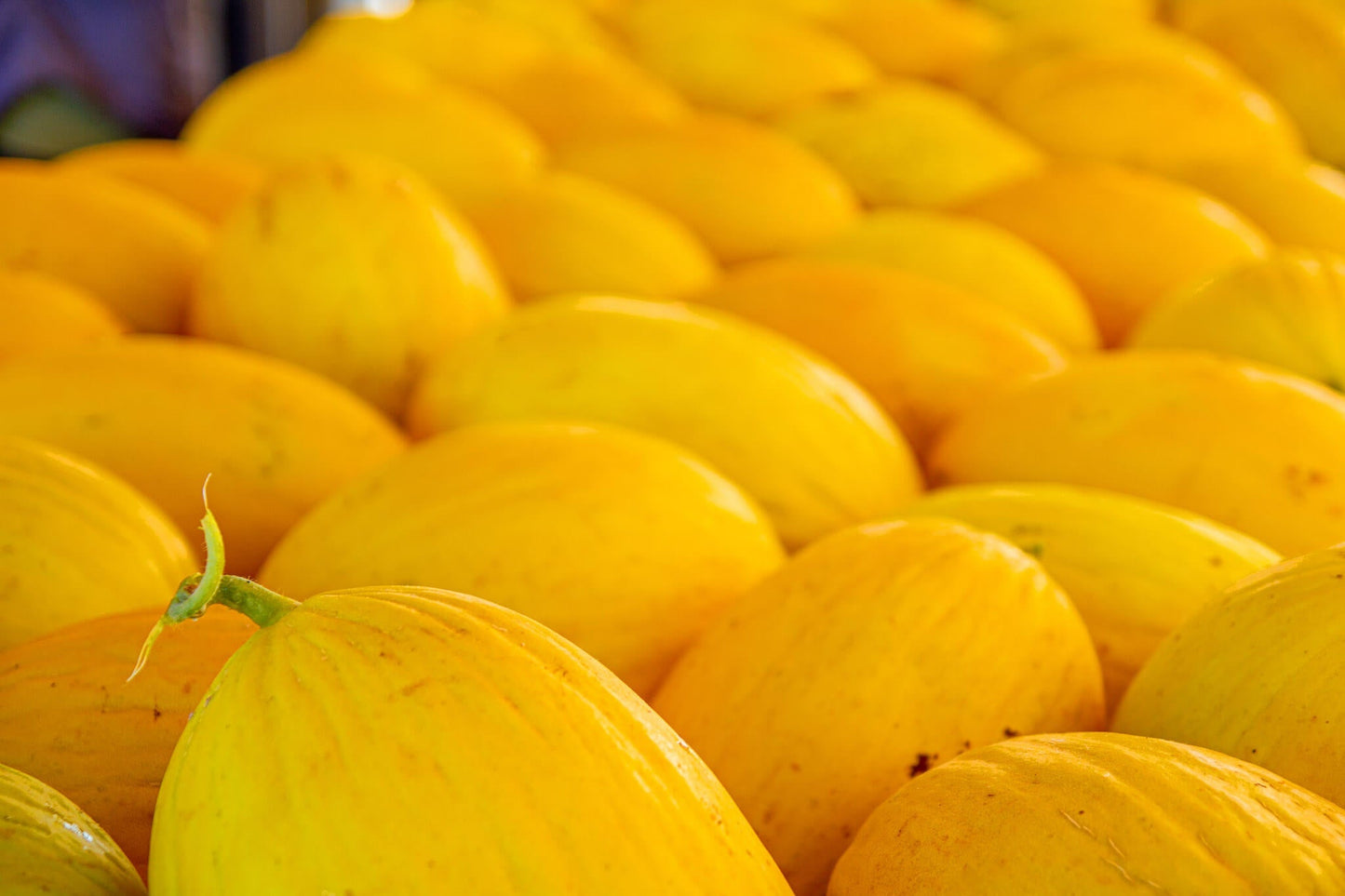 Yellow Melon Fruit Seeds Planting Sweet
