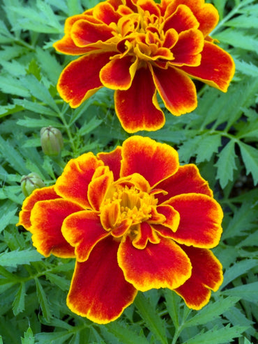 French Marigold 'Safari Scarlet' – Bold & Striking Red Garden Flower