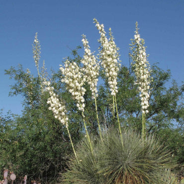 Yucca Elata Flower Seeds