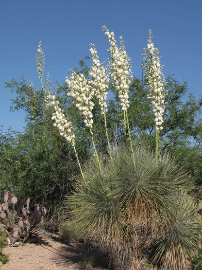 Yucca Elata Flower Seeds
