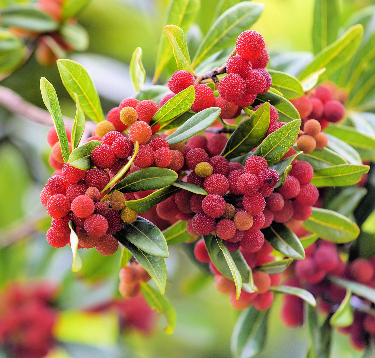 berry plant seeds Yum Berry Fruit Seeds Planting Seed For Thriving Berry Bushes In Your Garden Organic Garden Seeds – Pure Asia Seeds