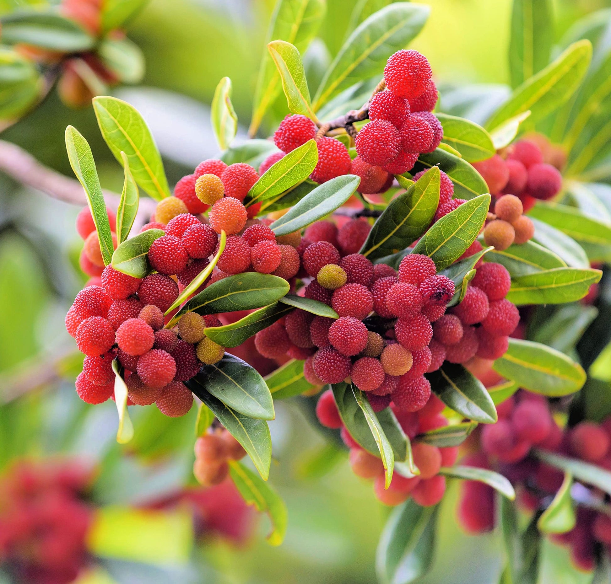 planting berry seeds Yum Berry Fruit Seeds Planting Seed For Thriving Berry Bushes In Your Garden Organic Garden Seeds – Pure Asia Seeds