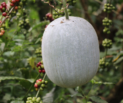 Semi di verdura di melone invernale a cera bianca