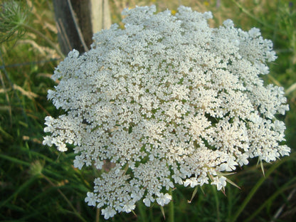Zanahoria Silvestre Flower Seeds for Planting  Wild Carrot Blooms