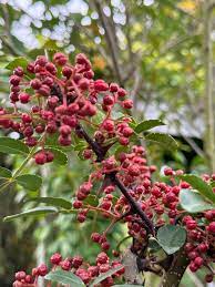 Szechuan Pepper (Peppercorn, Sichuan, Zanthoxylum bungeanum) Spice Seeds