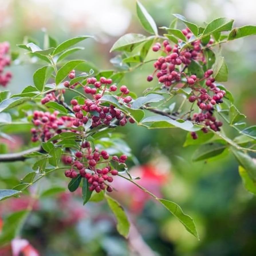 Chinese Pepper Seeds for Planting Zanthoxylum Simulans spice garden edible backyard