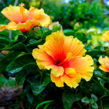Yellow Orange Hibiscus Flower Seeds