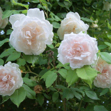 Climbing Madame Alfred Carriere Rose - Elegant White Climbing Rose Bush for Garden Walls