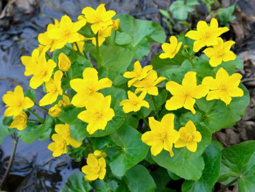 Swamp Marigold  Flower Seeds