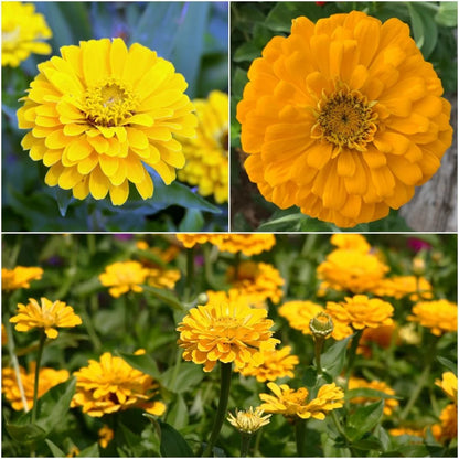 Kanarienvogel Zinnia Blumensamen