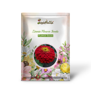 Colorful Zinnia Flowers Blooming in Summer Garden