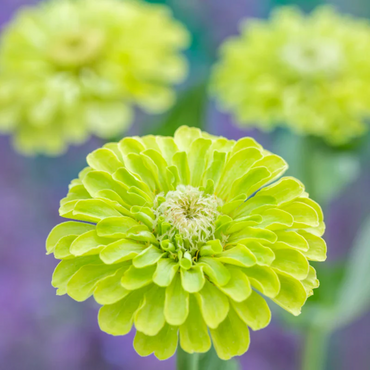Grüne Zinnien-Blumensamen