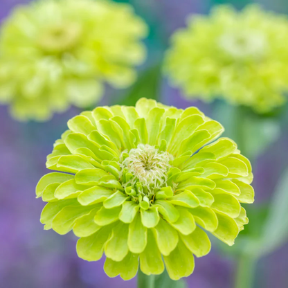 Green Zinnia Flower Seeds