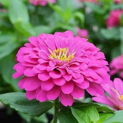 Vibrant Zinnia Flowers in Garden Bed