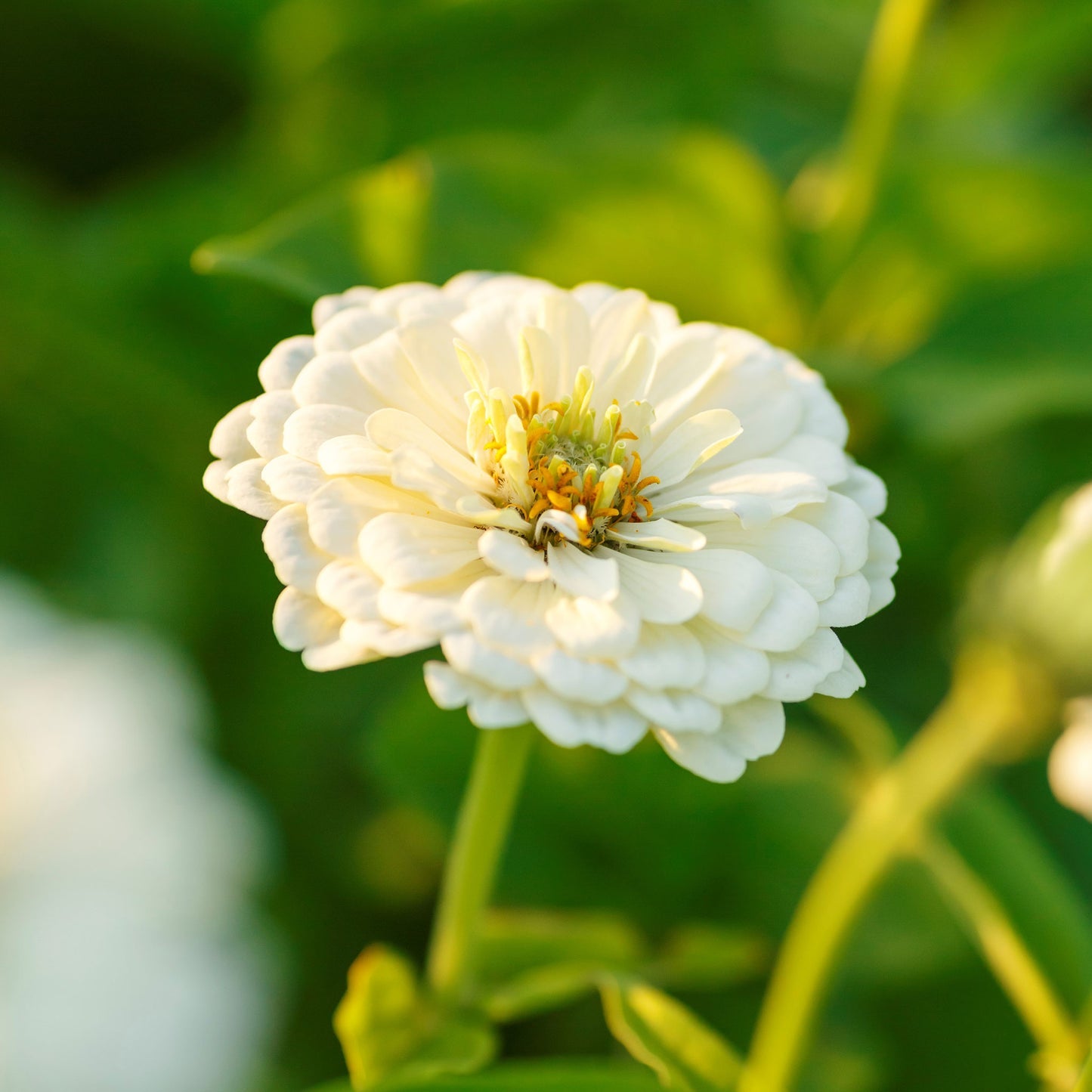 Zinnia Polar Bear Flower Seeds