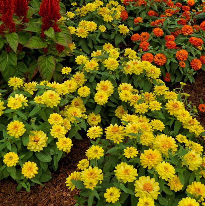 Yellow Profusion Flower seeds for Planting - Shade Tolerant, Heirloom & GMO Free Seeds for Home Garden