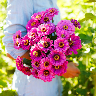 Zinnie 'Violet Queen' Blumensamen