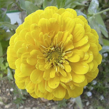 Kanarienvogel Zinnia Blumensamen