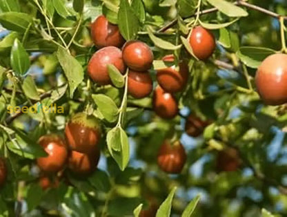 Ziziphus Jujube Fruit Seeds: Comprehensive Planting Guide
