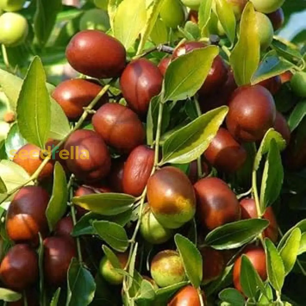 Ziziphus Jujube Fruit Seeds: Comprehensive Planting Guide heirloom non-gmo organic garden seeds