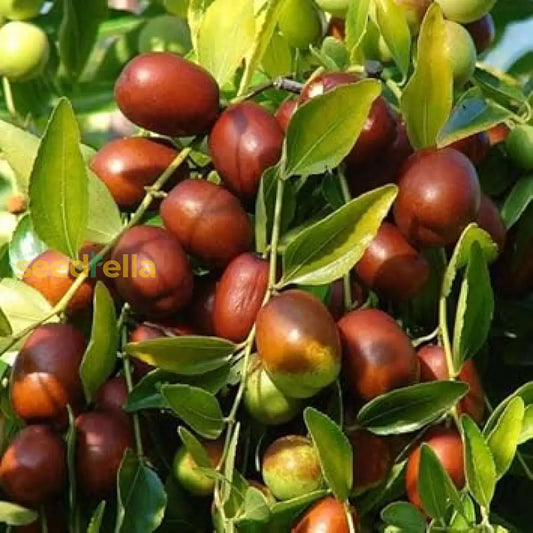 Ziziphus Jujube Fruit Seeds: Comprehensive Planting Guide heirloom non-gmo organic garden seeds