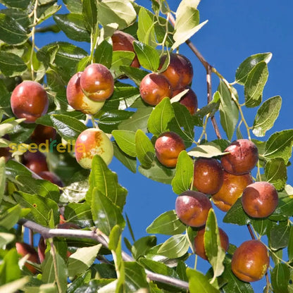 Ziziphus Jujube Fruit Seeds: Comprehensive Planting Guide